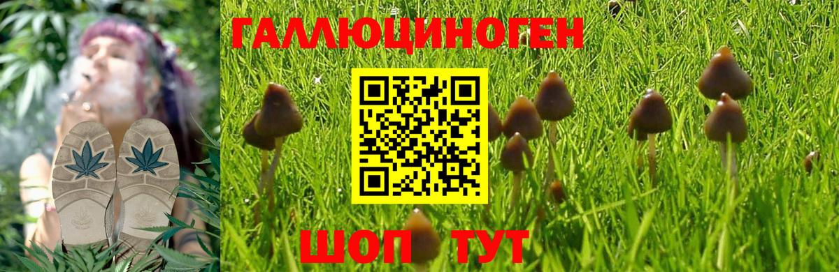 Псилоцибиновые грибы Psilocybine cubensis Ефремов